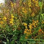 Erysimum capitatum Floare