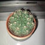 Gymnocalycium baldianum Leaf