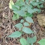 Celtis africana Leaf