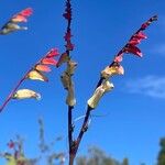 Ipomoea lobata 花