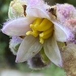 Solanum quitoense Kvet