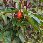 Triphasia trifolia Fruit