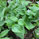 Claytonia sibiricaBlad