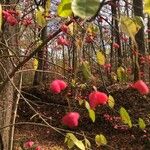 Euonymus atropurpureus Frutto