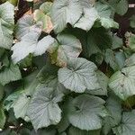 Vitis coignetiae অভ্যাস