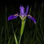 Iris giganticaerulea Virág