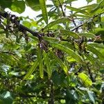 Cercis occidentalis Fruitua