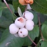 Symphoricarpos albusFruit