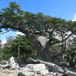 Nothofagus pumilio Hàbitat