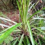 Bromelia pinguin List