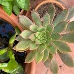 Aeonium percarneum Lapas