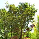 Eriobotrya japonica Libunga