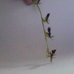 Ophrys insectifera Virág