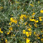 Cytisus lanigerus Lapas