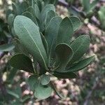 Ehretia rigida Leaf