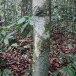 Strombosia ceylanica Bark
