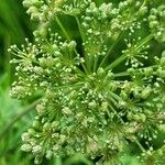 Selinum carvifolium Flower