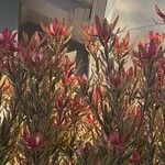 Leucadendron salignum ᱵᱟᱦᱟ