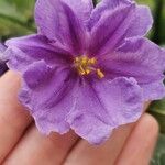 Solanum nudum Flower