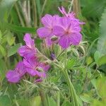 Geranium viscosissimum Blomst