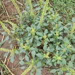 Amaranthus viridis Habitus