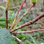 Rhododendron pachytrichum Φλοιός