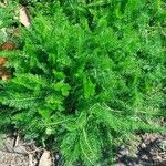Achillea distans Otro