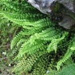 Asplenium trichomanes-ramosum অভ্যাস