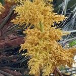 Trachycarpus fortunei Flower