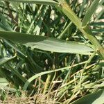 Arundo micrantha Arall