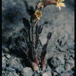 Orobanche fasciculata Hábito