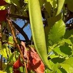 Campsis radicans Frukt