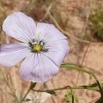 Linum lewisii Flower