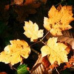 Sorbus torminalis Лист