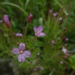 Epilobium palustre ফুল