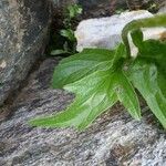 Doronicum clusii Leaf