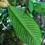 Couratari guianensis Leaf