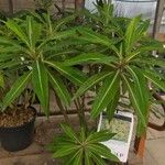 Euphorbia mellifera Lapas