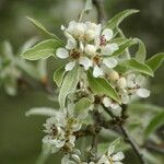 Pyrus salicifolia Blomma