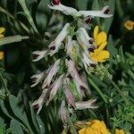 Fumaria bicolor Flower