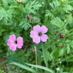 Gypsophila vaccaria Flower