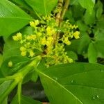Vangueria madagascariensis Flor