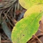 Berberis vulgaris Leaf