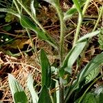 Erigeron alpinus Azala