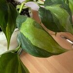 Philodendron cordatum Yaprak