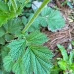 Geum coccineum Foglia