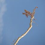 Fouquieria splendens Flower