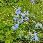 Delphinium leroyi Hábito