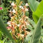 Hedychium coccineum Flower