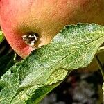 Malus domestica ᱥᱟᱠᱟᱢ